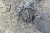 Plate of Four Ceraurus Trilobites - Walcott-Rust Quarry, NY #138810-2
